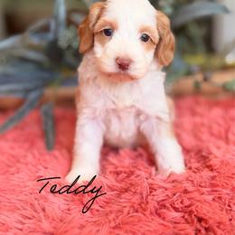 Teddy - Caramel male Australian Labradoodle puppy in Nashville, Tennessee from SF Australian Labradoodles