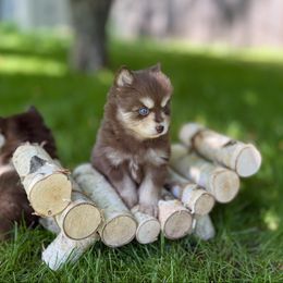 Tristan - Chocolate male Pomsky puppy in Wausau, Wisconsin from Arctic Star Pomskies