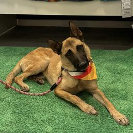 Dr Love - Yellow male Dutch Shepherd puppy in Sierra Vista, Arizona from KnightWatch K-9