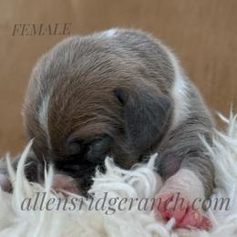 Bluefawn mantle girl - Fawn female Great Dane puppy in Greenville, South Carolina from Allen’s Ridge Ranch