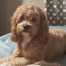 Murphy - Cockapoo