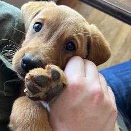 Labrador Retriever Puppies from Valley Creek Dog Boarding and Training