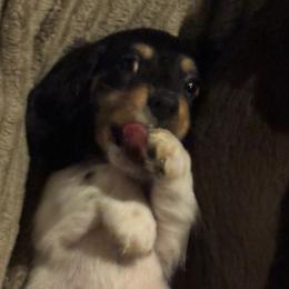 Blaze - Piebald male Dachshund puppy in Summit, South Carolina from Doxies4Paws