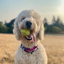 Goldendoodles from NW Adventure Doodles