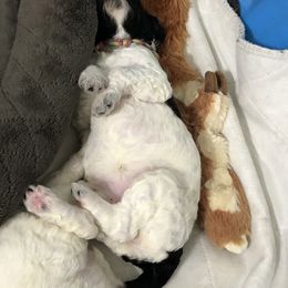 Poodle Puppies from Southern Standards