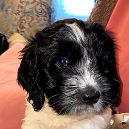 Cockapoo and Poodle Puppies from FurEver Young Kennels