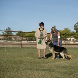Alaskan Malamute and German Shepherd All Grown Up from Snowybleu Kennels