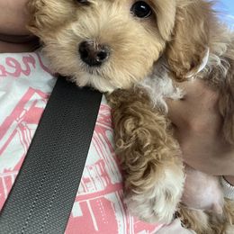 Maltipoo and Poodle Puppies from GG’s Maltipoos and Toy Poodles