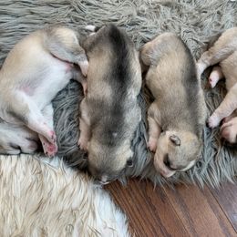 Siberian Husky Puppies from Sassenach Siberians