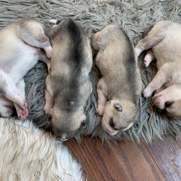 Siberian Husky Puppies from Sassenach Siberians