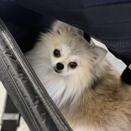 Cavi - Pomeranian