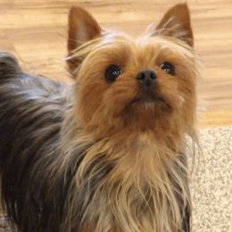 Yorkshire Terriers from Twin Falls Tiny Dogs