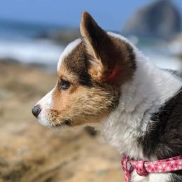 American Corgis from Currin Corgis
