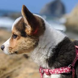 American Corgis from Currin Corgis