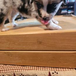 Bourbon - Blue merle male Miniature American Shepherd puppy in New Providence, Pennsylvania from Tons of Kisses