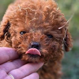 Clarisse - Red female Maltipoo puppy in San Diego, California from Maltipoos SD