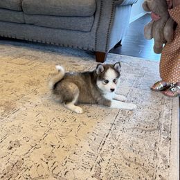 Dodge - Black and white male Pomsky puppy in Lyons, Nebraska from Goodness Gracious Pomskies
