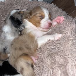 Australian Shepherd Puppies from Southern Sky Aussies