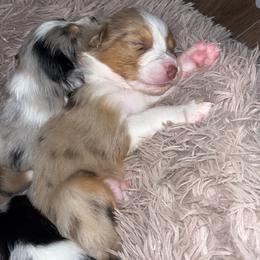 Australian Shepherd Puppies from Southern Sky Aussies