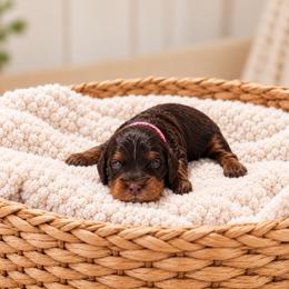 Kisses - Brown female Cavapoo puppy in Floyd, Virginia from Hearts and Paws Poodles and Doodles