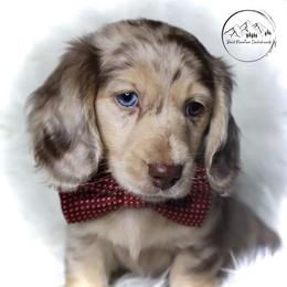 Dachshund Puppies from Bald Mountain Dachshunds