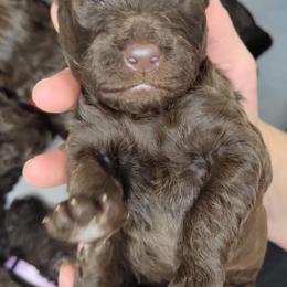 Labradoodle Puppies from Molly’s Doodles