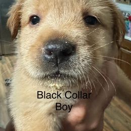 Goldendoodle Puppies from YankeeDoodles