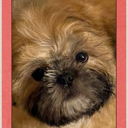 Shih Tzu Puppies from Shih-tzu Dynasty