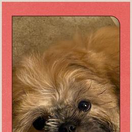 Shih Tzu Puppies from Shih-tzu Dynasty