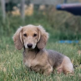 Shady ☺️ - Cream Dachshund puppy in Ethel, Washington from Mickey's Miracle Doxies