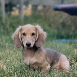 Shady ☺️ - Cream Dachshund puppy in Ethel, Washington from Mickey's Miracle Doxies