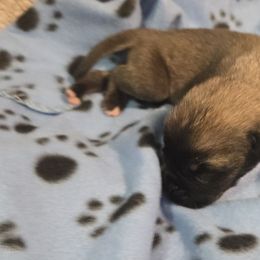 Boy 1 - Fawn male Mastiff puppy in Uhrichsville, Ohio from Angela's Mastiffs