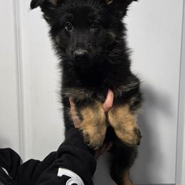 Yellow Female - Black and tan female German Shepherd puppy in Ocala, Florida from Guardian Shepherds
