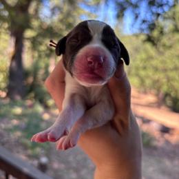 Cinnamon - maroon collar - Liver and white female German Shorthaired Pointer puppy in Mokelumne Hill, California from Underhill GSP