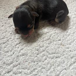 Johnny - Black and tan male Chihuahua puppy in Scranton, South Carolina from The Magnolia Pawlor, LLC