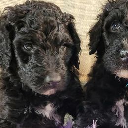 Bernedoodles and Sheepadoodles from Josies perfect doodles