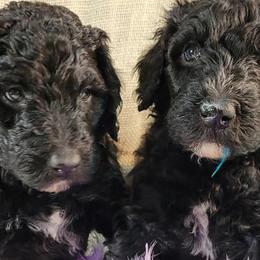 Bernedoodles and Sheepadoodles from Josies perfect doodles