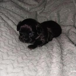 Orso dobie - Chocolate and tan male Shih Tzu puppy in Arcadia, Florida from Kitsune Cuddles and kisses