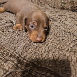 Dachshund Puppies from Puff n tuff farms