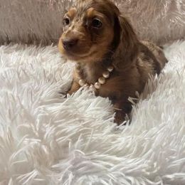 Dachshund and Miniature Schnauzer Puppies from The Bossy Doxie Farm