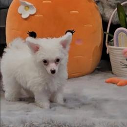 Gianni Long Star Angel - White male Chinese Crested puppy in Amarillo, Texas from Victoria's Chinese Cresteds Long Star Angels