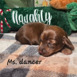Ms. Dancer - Red female Dachshund puppy in Bristol, Tennessee from It's Mini Wieners Baby