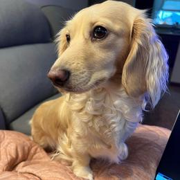 Izzy - Dachshund