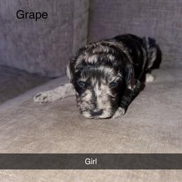 Grape - Merle female Goldendoodle puppy in Richmond, Texas from Harper’s Heartbeats