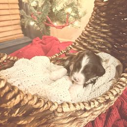 Florence - Black and white female Bernedoodle puppy in Tulsa, Oklahoma from Magnolia Blossom Bernedoodles