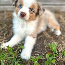 Sky - Red merle female Miniature Australian Shepherd puppy in Saint Cloud, Florida from Dirty Paws