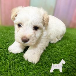 Silas - Parti male Miniature Schnauzer puppy in Lufkin, Texas from C&K’s Schnauzer House