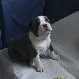 Pink - Seal and white female Boston Terrier puppy in Red Rock, Arizona from Aronow Pups