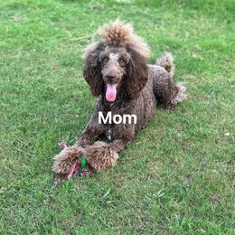 Tori - Poodle