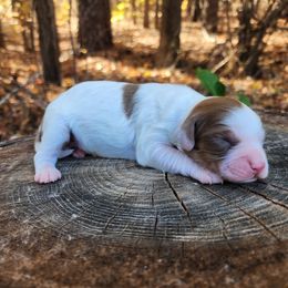 Iko - Sable male Cockapoo puppy in Louisburg, North Carolina from Raven Oak's Mini Cockapoos